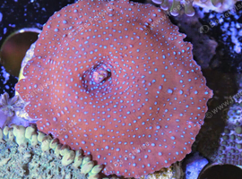Superman mushroom/ discosoma