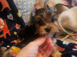 Yorkshire terrier puppie boy and girl