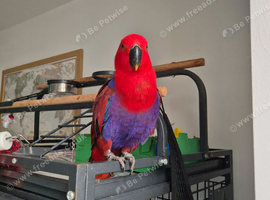 7  and half month old female eclectus parrot