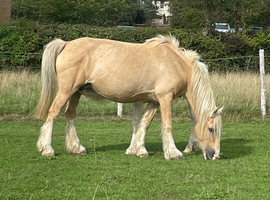 14.2 palomino ride and drive
