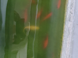 Young goldfish