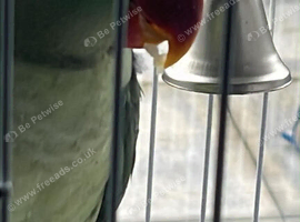 Female alexandrine with dna testing