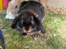 2 x 6 Month Old Boy Bunnies
