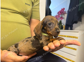 Miniature Dachshund