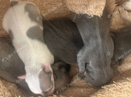 XXS pedigree Chihuahua puppies blue/lilac/parti colours
