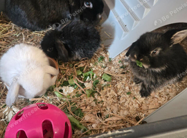 4 baby mini lop rabbits for sale