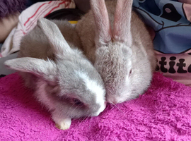 8wk old lop x lionhead bucks