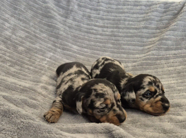 MINI SMOOTH DASCHUNDS READY JULY 8TH