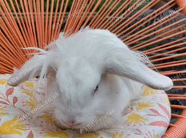 Male lionhead mixed breed rabbits