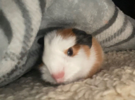 Guniea pig boy
