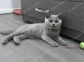 Pedigree Registered Male, CHAMPION BLOODLINE BSH