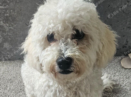 Bichon for sale