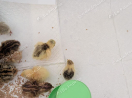 Unsexed button quail chicks