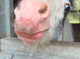 Rhubarb the gorgeous yearling