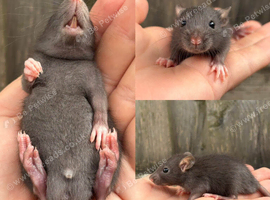 Fat Tailed Gerbil