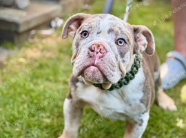 English bulldog puppies