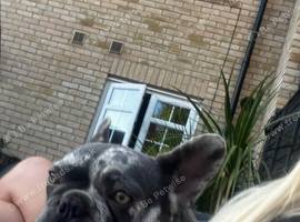 French bulldog 4years old