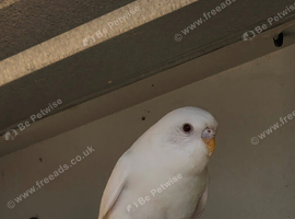 Baby Budgies for sale