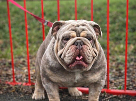 Rocco for stud
