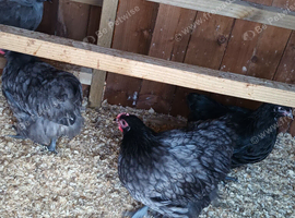 Orpington growers available