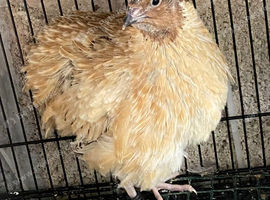 Golden quails