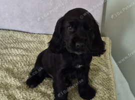 Stunning cocker spaniel puppies