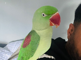 Baby hand reared Alexndrian Parrot