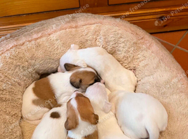 Mini jack russell puppies