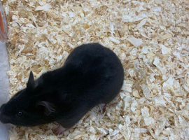 2 syrian hamsters male and female