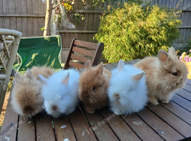 Beautiful dm lionheads to reserve