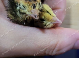 Day old quail chicks