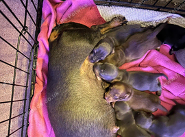9 babies looking for loving family home