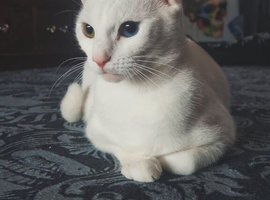 Kittens for sale