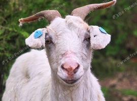 3 goats for sale