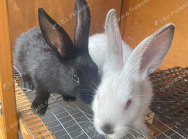 Baby rabbits