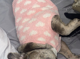 French bulldog