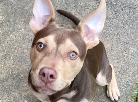Male bully mix