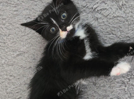 Little boy looking for a forever home