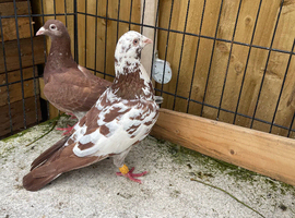 Pair Muleuman Racer pigeons sale in Birmingham