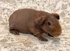 Skinny pig baby boy