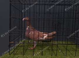 Muleman cock