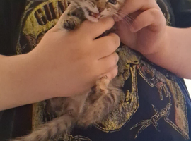Kittens