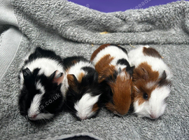 Baby pigs ready to reserve
