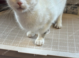 3 year old female coco