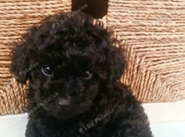 3 toy poodle pups