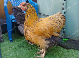 Buff Orpington cross young chickens