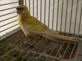 Baby Redrump parakeet