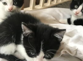 3 kittens for sale