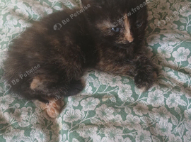 Las one 8 weeks kitten left