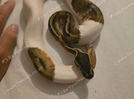 pastel pied ph ultramel clown
